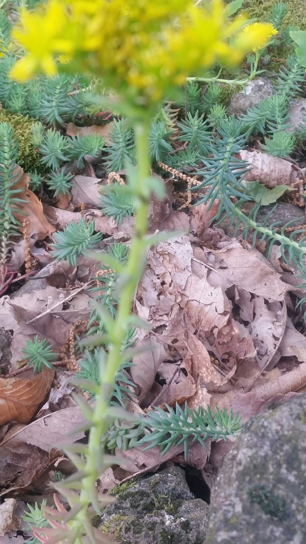 Sedum rupestre (Crassulaceae)
